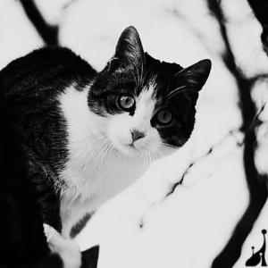 猫头像冷酷黑白图片