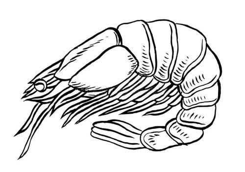 煮熟了的大虾的简笔画