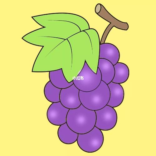汁的葡萄你喜欢吗葡萄种类有很多有绿色的还有紫色最简单的葡萄简笔画