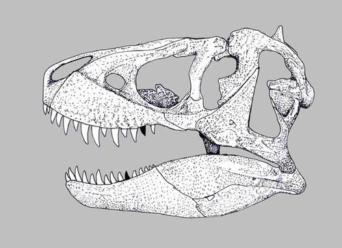霸王龙骨骼简笔画恐龙化石简笔画图片