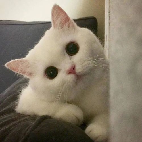 微信小猫咪头像 可爱图片
