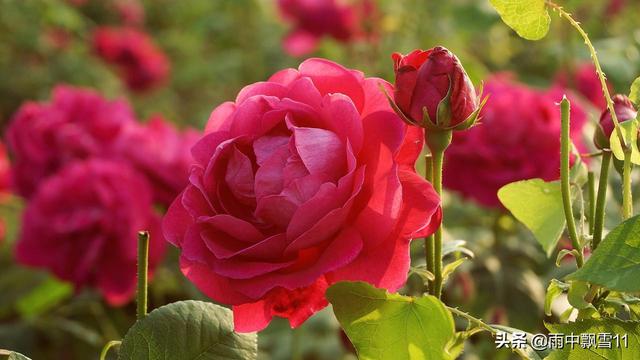 玫瑰花的养殖方法小窍门（记住5个养殖要求）